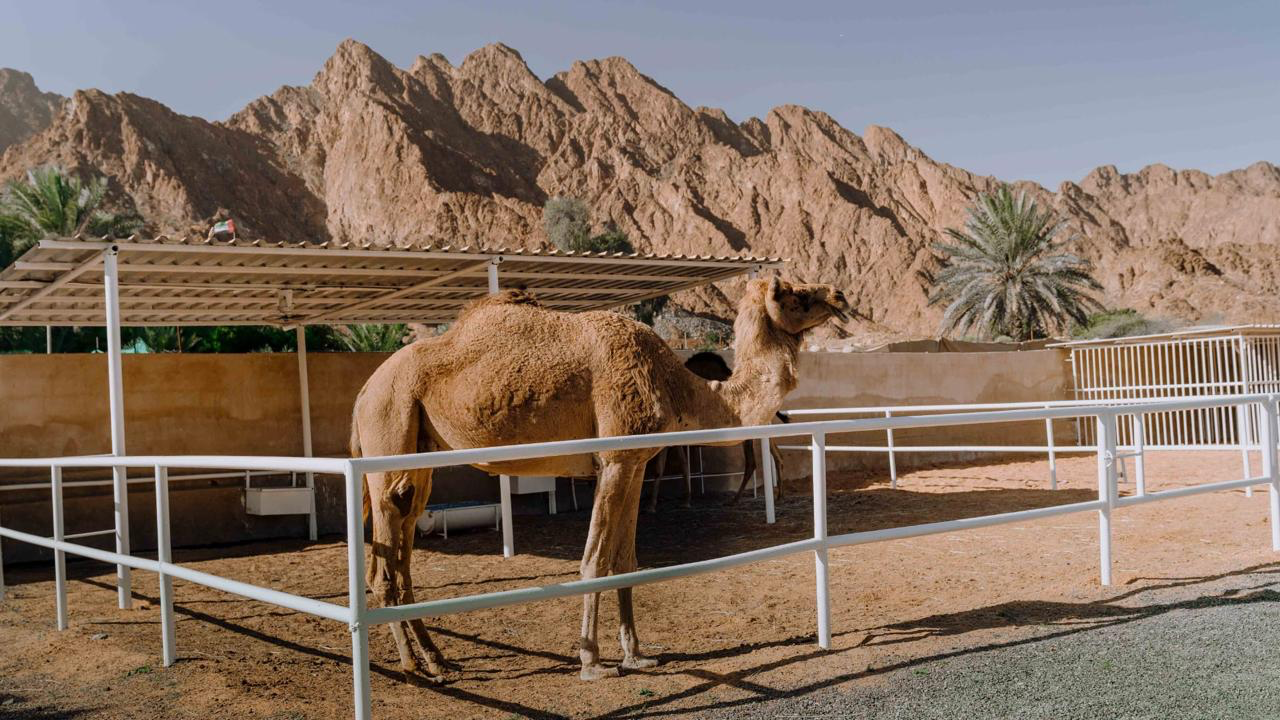 شاليه فاخر - صورة 3
